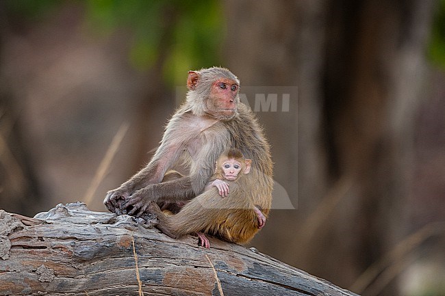 A Rhesus macaque monkey, Macaca mulatta, with her newborn in India's Bandhavgarh National Park. Madhya Pradesh, India. stock-image by Agami/Sergio Pitamitz,