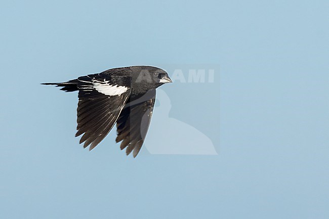 Adult male breeding
Weld Co., CO
June 2023 stock-image by Agami/Brian E Small,