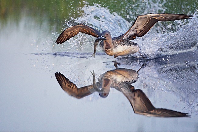 Roodkeelduiker met vis; Red-throated Loon with fish stock-image by Agami/Markus Varesvuo,