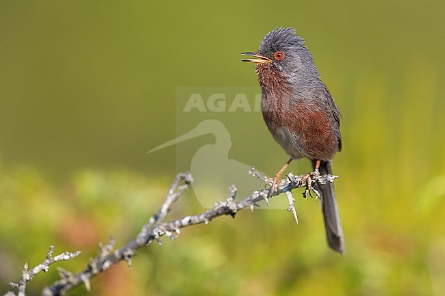 Dartford Warbler, Sylvia undata, in Italy. stock-image by Agami/Daniele Occhiato,