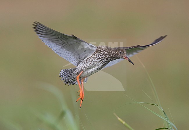 Tureluur landend in weiland; Common Redshank landing in meadow stock-image by Agami/Arie Ouwerkerk,