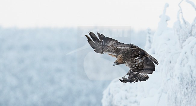 Vliegende Steenarend in de winter; Flying Golden Eagle in winter stock-image by Agami/Markus Varesvuo,