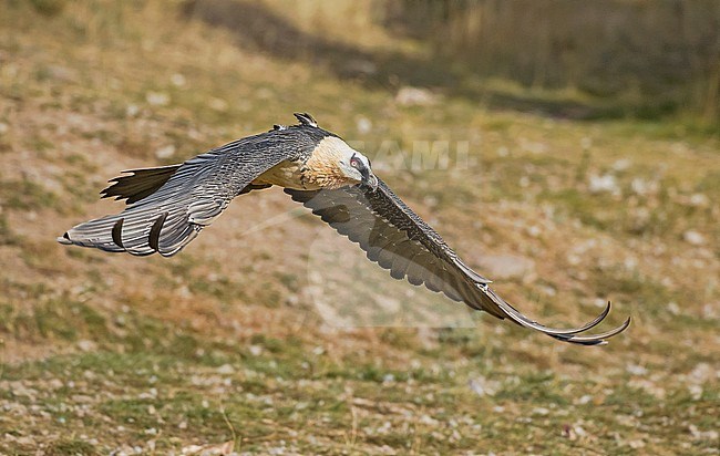 Bearded Vulture in flight, Lammergier in de vlucht stock-image by Agami/Alain Ghignone,