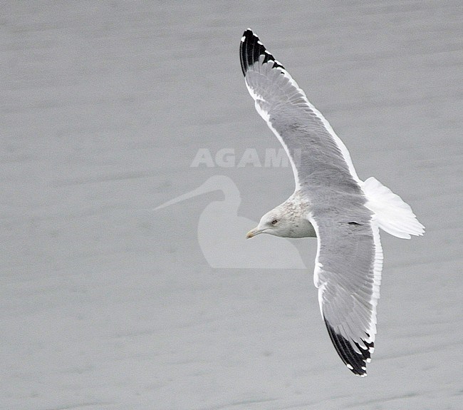 Taymir type Vega Gull (Larus vegae) wintering in Japan. stock-image by Agami/Dani Lopez-Velasco,