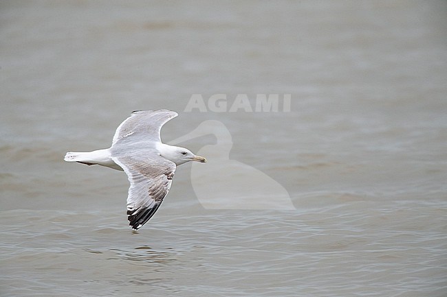 Subadult European Herring Gull (Larus argentatus) in the Netherlands. Flying low of the coastal sea off Katwijk. stock-image by Agami/Marc Guyt,