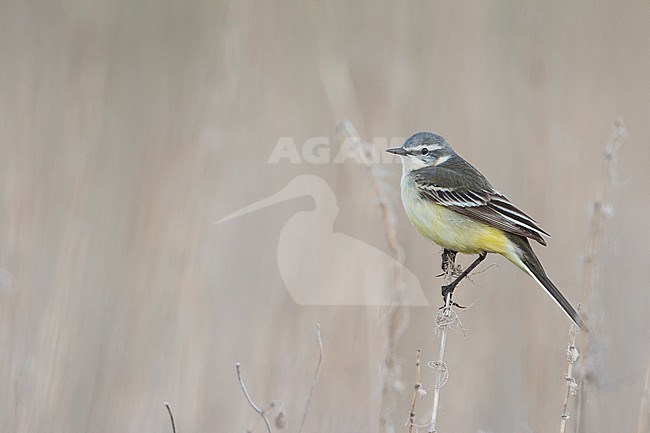 Sykes Wagtail - Schafstelze - Motacilla flava ssp. beema, Russia, adult female stock-image by Agami/Ralph Martin,