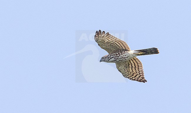 Shikra (Accipiter badius) in flight in southern Thailand. Migrating over Chumphon Raptor Center, Chumphon, Thailand. stock-image by Agami/Ian Davies,
