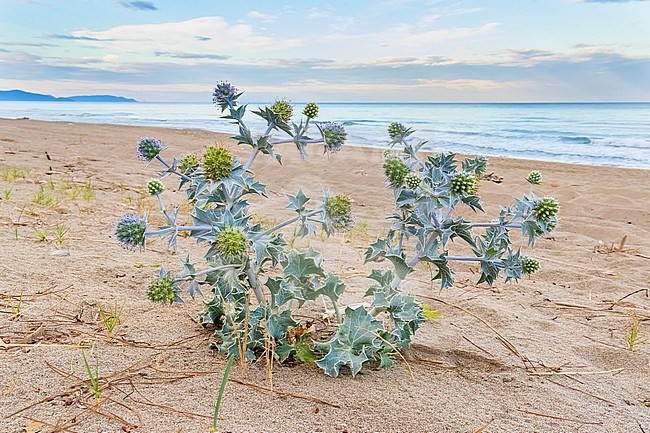Sea Holly (Eryngium maritimum), a plant on the beach with the sea in the background, Campania, Italy stock-image by Agami/Saverio Gatto,