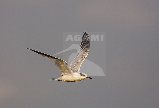 Eerste-winter Grote stern in vlucht; First-winter Sandwich Tern (Sterna sandvicensis) in flight stock-image by Agami/Arie Ouwerkerk,