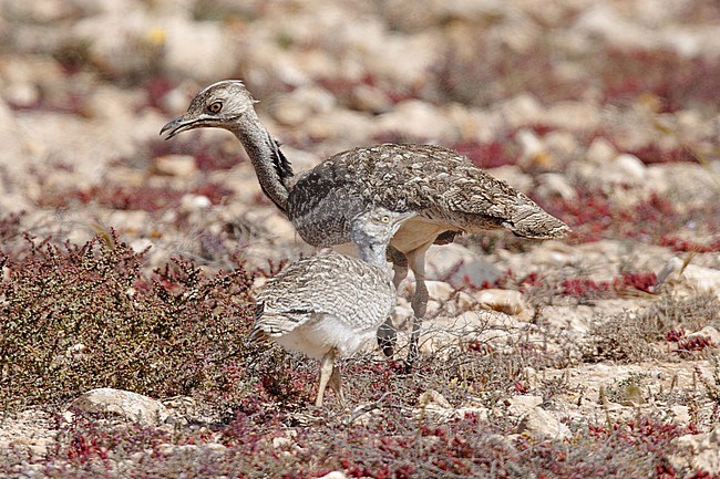 Houbara Bustard (Chlamydotis undulata fuertaventurae) taken the 21/03/2023 at Tindaya - Fuerteventura. stock-image by Agami/Nicolas Bastide,