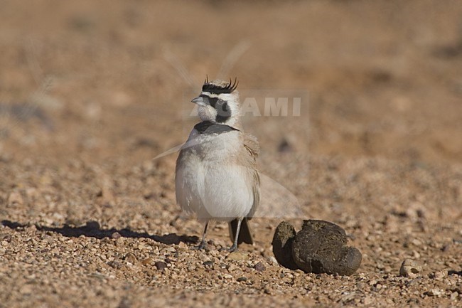 Temmincks Strandleeuwerik; Temminck's Lark stock-image by Agami/Daniele Occhiato,