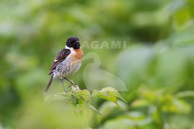 European Stonechat - Schwarzkehlchen - Saxicola torqatus ssp. rubicola, Germany, adult male stock-image by Agami/Ralph Martin,