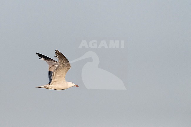Second-summer Audouin's Gull (Ichthyaetus audouinii) patrolling over a beach in southern Spain. Side view, showing underwing. stock-image by Agami/Marc Guyt,