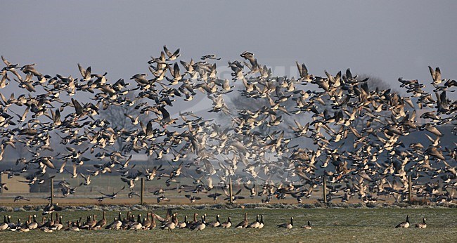 Brandgans groep vliegend; Barnacle Goose group flying stock-image by Agami/Jacques van der Neut,