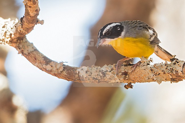 Cabanis's Bunting (Emberiza cabanisi) in Tanzania. stock-image by Agami/Dubi Shapiro,