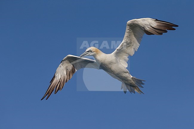 Jan van Gent in vlucht; Northern Gannet in flight stock-image by Agami/Daniele Occhiato,