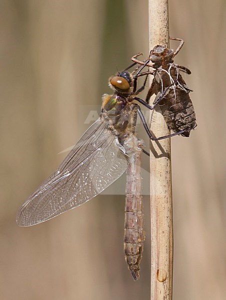 Onvolwassen Smaragdlibel; Immature Downy Emerald stock-image by Agami/Fazal Sardar,