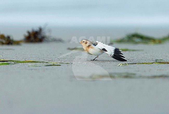 Snow Bunting (Plectrophenax nivalis) resting on a beach in Finland during autumn. Stretching its wing. stock-image by Agami/Dick Forsman,