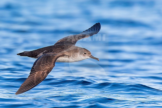 Yelkouan shearwaters breed on islands and coastal cliffs in the eastern and central Mediterranean. It is seen here flying over a clear blue background of the Mediterranean Sea of the coast of Sardinia. stock-image by Agami/Jacob Garvelink,