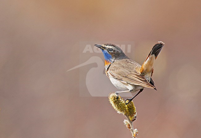 Red-spotted Bluethroat, Luscinia svecic stock-image by Agami/Jari Peltomäki,