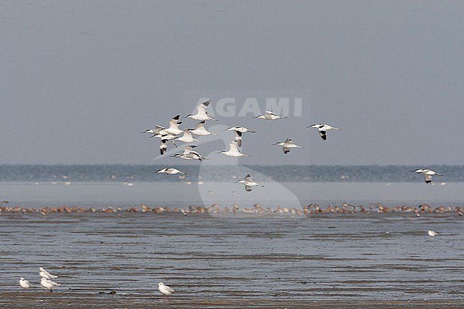 Groep Kluten vliegend; Pied Avocet flock flying stock-image by Agami/Marc Guyt,