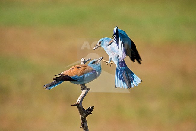 Scharrelaar in de vlucht; European Roller in flight stock-image by Agami/Marc Guyt,