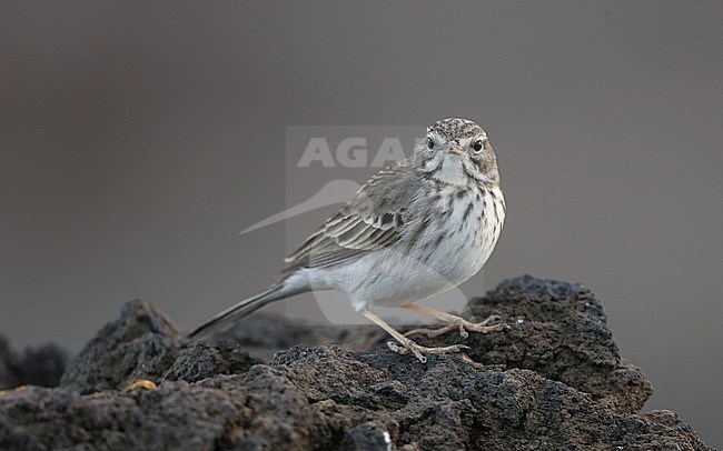 Berthelot's Pipit (Anthus berthelotii berthelotii) perched on a rock at la Rasca, Tenerife, Canary Islands stock-image by Agami/Helge Sorensen,