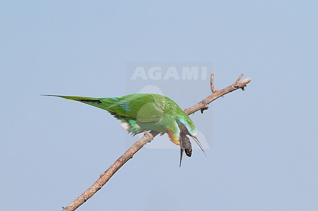 Adult Blue-cheeked Bee-eater (Merops persicus) perched on a twig in Azerbaijan. Dropping a pellet from its stomach. stock-image by Agami/Josh Jones,