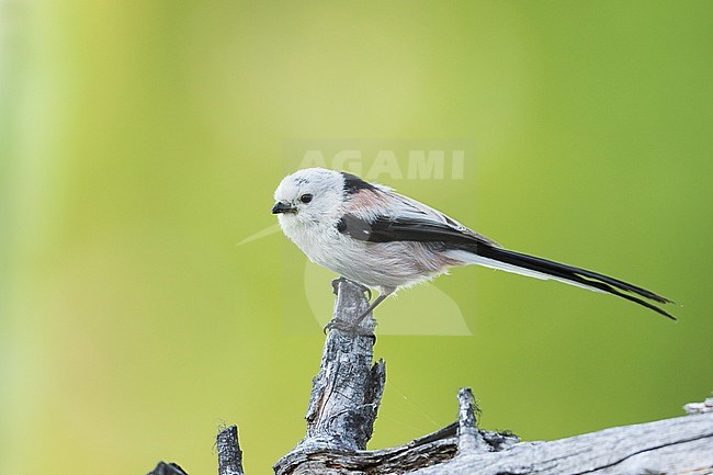 Adult Northern Long-tailed Tit (Aegithalos caudatus caudatus) in Russia (Baikal). stock-image by Agami/Ralph Martin,