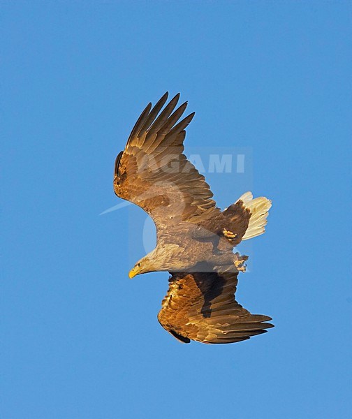 Volwassen Zeearend in de vlucht; Adult White-tailed Eagle in flight stock-image by Agami/Markus Varesvuo,