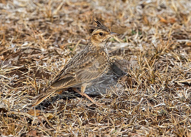 Malabar Lark (Galerida malabarica) standing on open arid ground in the Western Ghats, India. stock-image by Agami/Andy & Gill Swash ,
