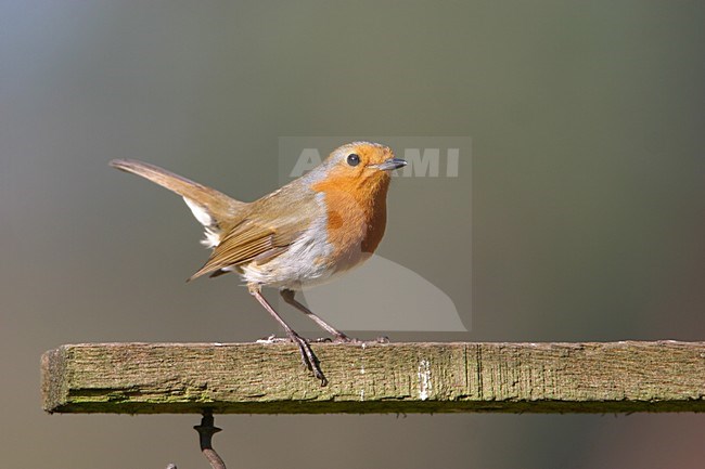 Roodborst op voerplaats;Robin on feeder support stock-image by Agami/Bill Baston,