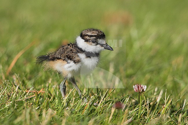 Killdeer (Charadrius vociferus) in the grass in Victoria, BC, Canada. stock-image by Agami/Glenn Bartley,