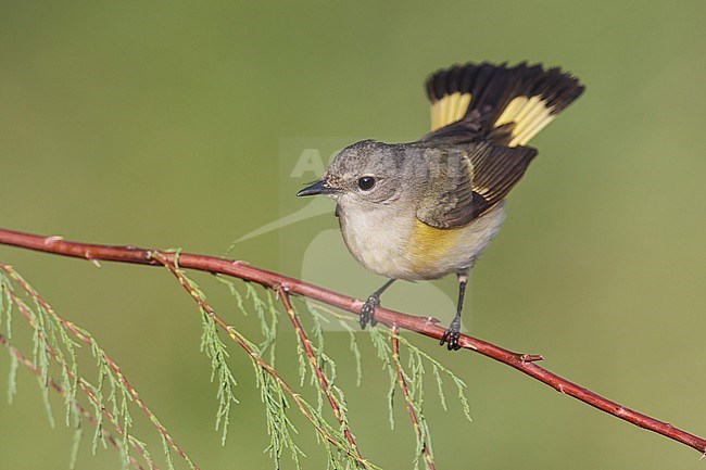 Adult female
Galveston Co., TX
April 2013 stock-image by Agami/Brian E Small,