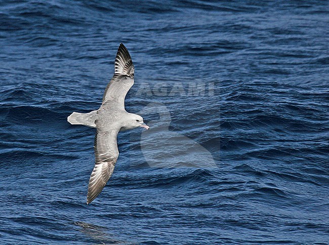 Southern Fulmar (Fulmarus glacialoide) flying over the souther Atlantic Ocean near Antarctica. stock-image by Agami/Pete Morris,