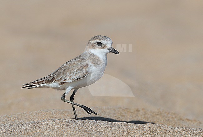 First-winter Lesser Sand Plover (Charadrius mongolus) at Sur in Oman, standing on one leg on a beach. stock-image by Agami/Aurélien Audevard,