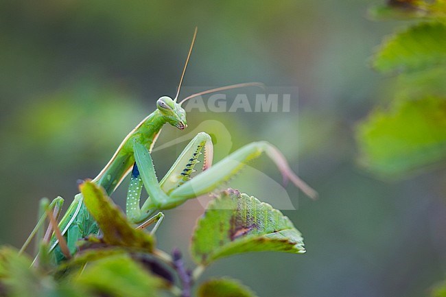 Mantis religosa - European mantis - Europäische Gottesanbeterin, Germany (Baden-Württemberg) stock-image by Agami/Ralph Martin,