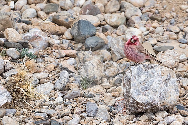 Great Rosefinch (Carpodacus rubicilla) adult male perched on a rocky ground stock-image by Agami/Ralph Martin,