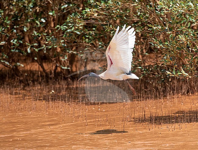 Flying Adult Malagasy sacred ibis (Threskiornis bernieri bernieri) in the Betsiboka delta in northern Madagascar. stock-image by Agami/Marc Guyt,