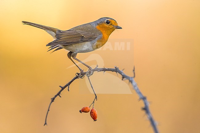 European Robin, Erithacus rubecula, in Italy. stock-image by Agami/Daniele Occhiato,