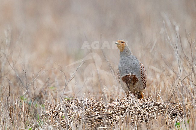 Grey Partridge - Rebhuhn - Perdix perdix ssp. perdix, Germany, adult male stock-image by Agami/Ralph Martin,