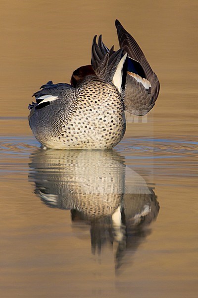 Poetsend mannetje Wintertaling; Male Common Teal preening stock-image by Agami/Daniele Occhiato,