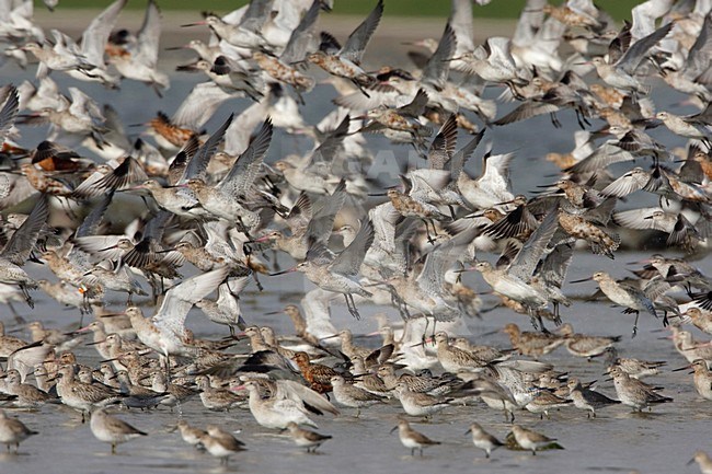 Rosse Grutto met opkomend water; Bar-tailed Godwit with upcoming tide stock-image by Agami/Arie Ouwerkerk,