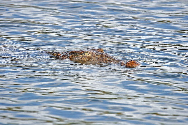 Nile Crocodile (Crocodylus niloticus) swimming in a lake on Madagascar. Showing head above the water only.  Opportunistic apex predators; a very aggressive species of crocodile. stock-image by Agami/Pete Morris,