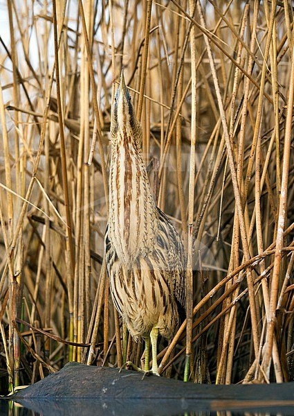 Roerdomp, Eurasian Bittern stock-image by Agami/Bence Mate,