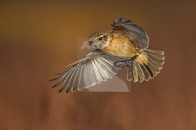 European Stonechat (Saxicola rubicola) in Italy. stock-image by Agami/Daniele Occhiato,