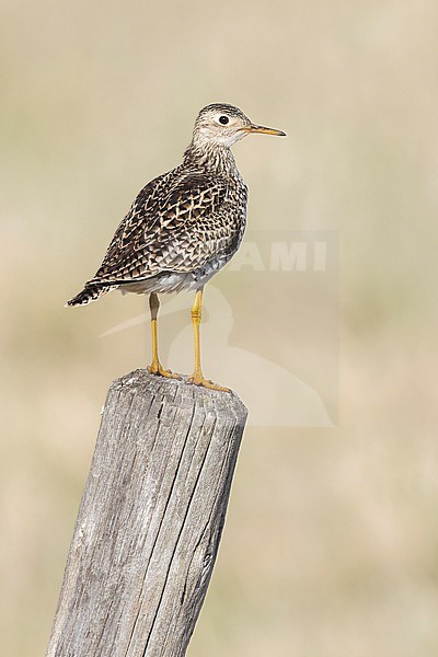 Upland Sandpiper (Bartramia longicauda) perched on a post in Manitoba, Canada stock-image by Agami/Glenn Bartley,