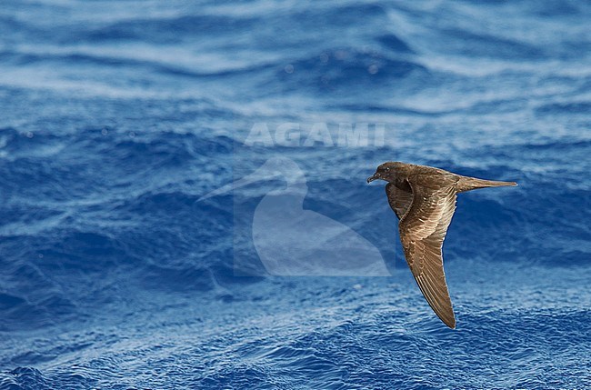 Bulwer's Petrel (Bulweria Bulveria) Madeira Portugal August 2012 stock-image by Agami/Markus Varesvuo,