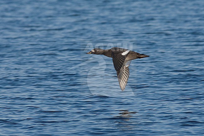 Side view of a first-summer male Velvet Scoter (Melanitta fusca) in flight. Finland stock-image by Agami/Markku Rantala,