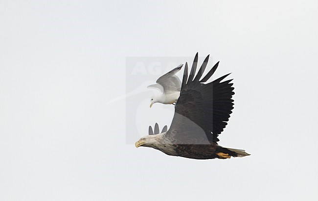 Zeearend in vlucht, White-tailed Eagle in flight stock-image by Agami/Markus Varesvuo,